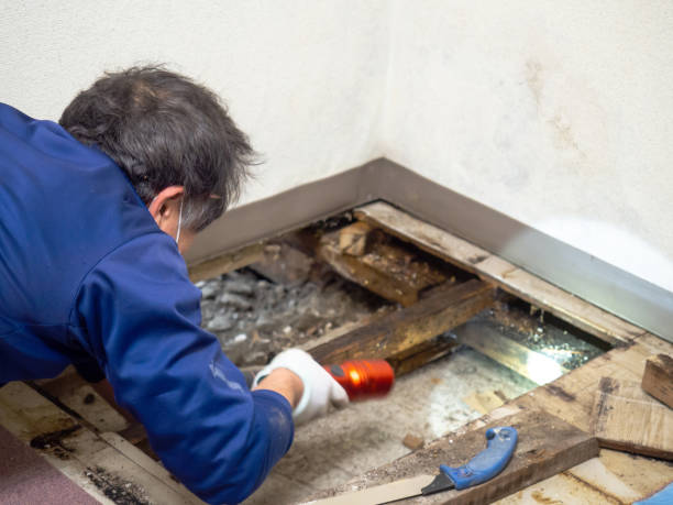 Best Certified Mold Removal  in Montezuma, GA