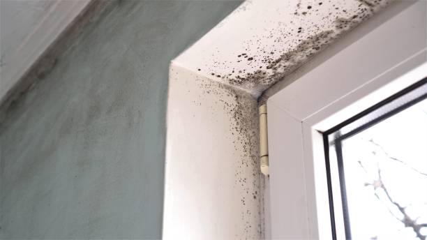 Best Crawl Space Mold Removal  in Montezuma, GA