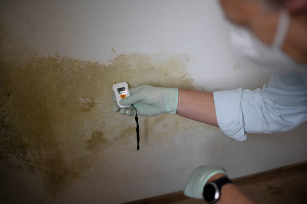 Best Mold Damage Repair  in Montezuma, GA