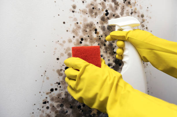 Best Mold Testing and Removal  in Montezuma, GA