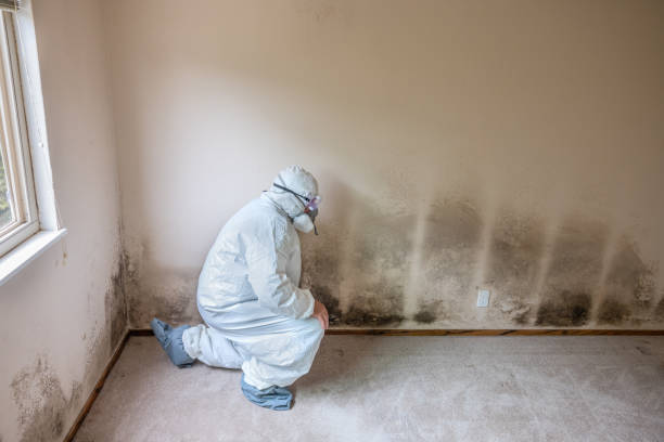 Best Mold Inspection  in Montezuma, GA