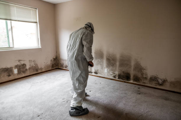 Best Residential Mold Removal  in Montezuma, GA