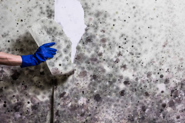Best Mold Testing  in Montezuma, GA