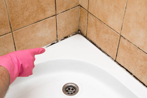 Best Black Mold Removal  in Montezuma, GA