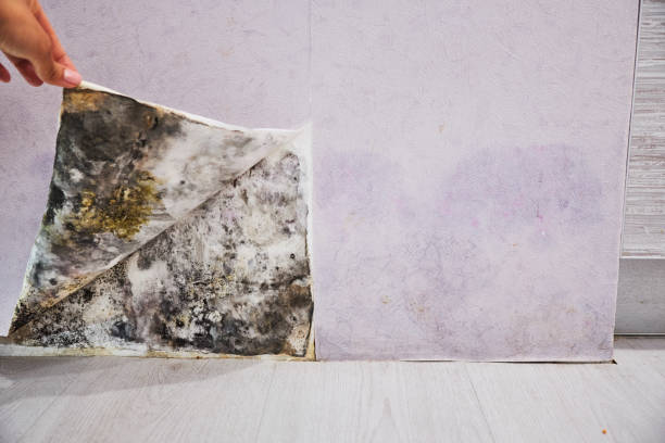 Best Fast Mold Removal  in Montezuma, GA